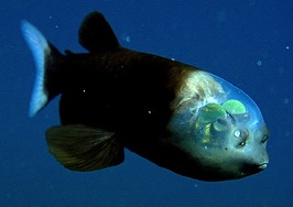 barreleye1-350