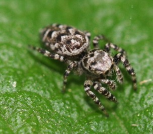 jumping spider pettigrew state park 42809